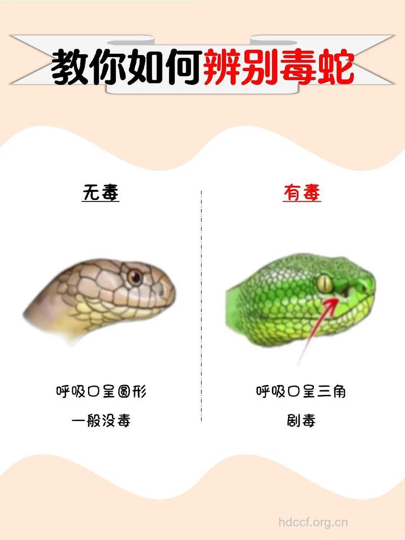 怎样识别哪样的蛇有毒?