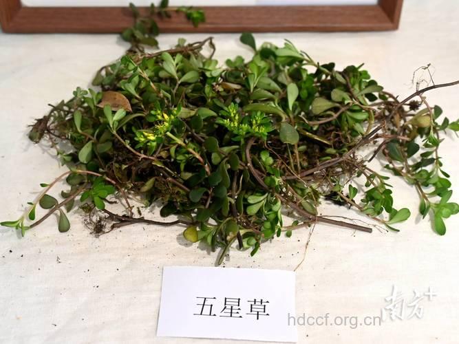 中医有哪些绿色丰胸方法