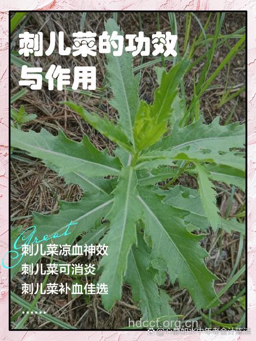 刺儿菜能止痒吗 推荐4个止痒秘方