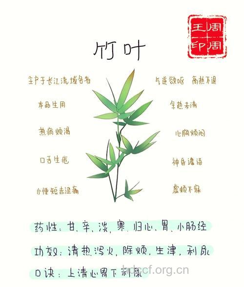 竹叶也能治病 看看竹叶的治病功效