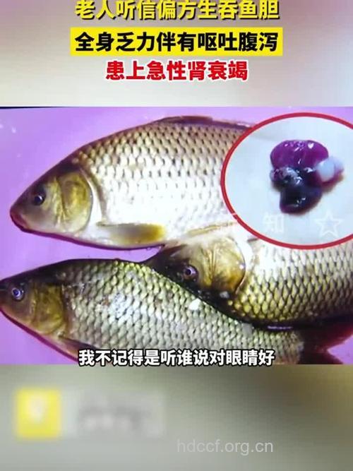 信偏方吃鱼胆 全身中毒肾衰