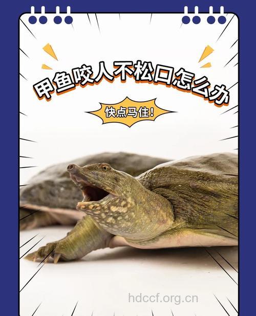 甲鱼紧咬不放 我有办法
