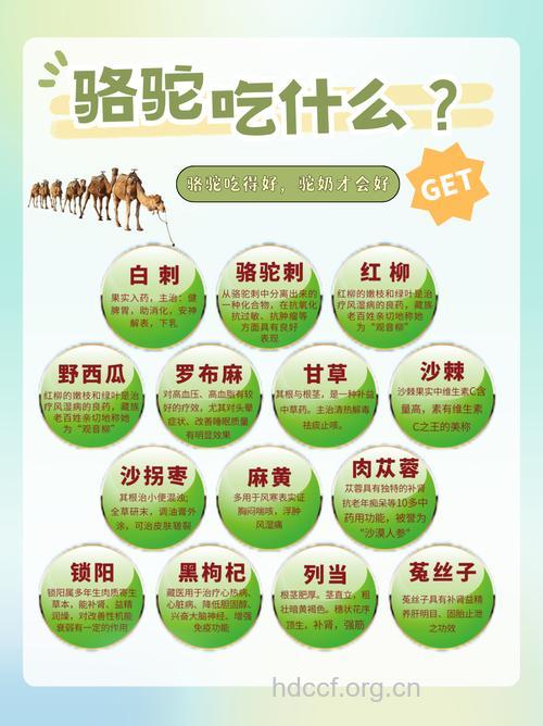 沙漠中求生的六个原则