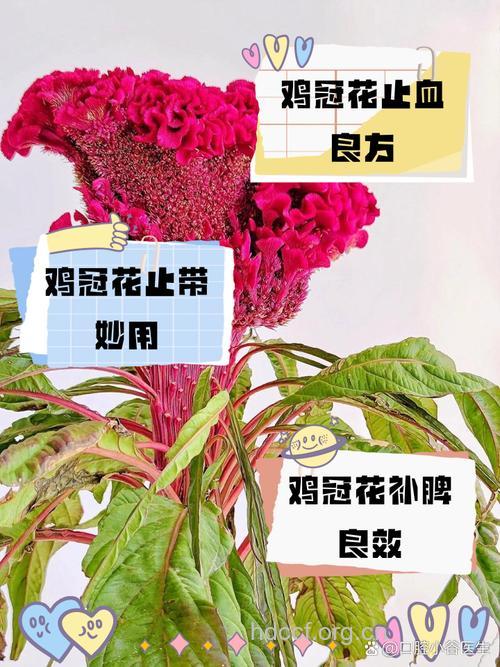 哪些鸡冠花药膳有助于养颜