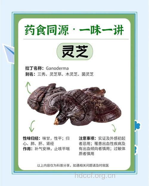 灵芝人参帮你驻颜益寿