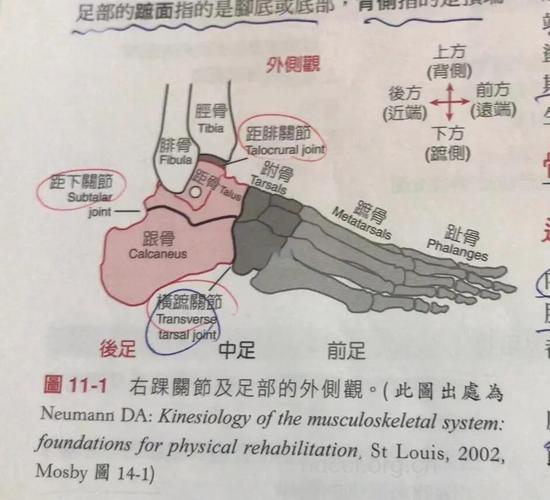 从头到脚从内到外的医学知识