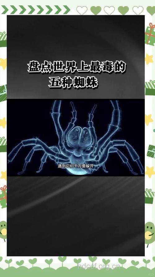 哪种蜘蛛有毒,谨防中毒