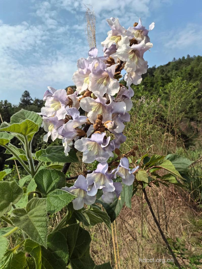 泡桐花真可以治青春痘