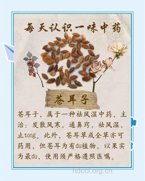 偏方治鼻炎引发的苍耳子中毒