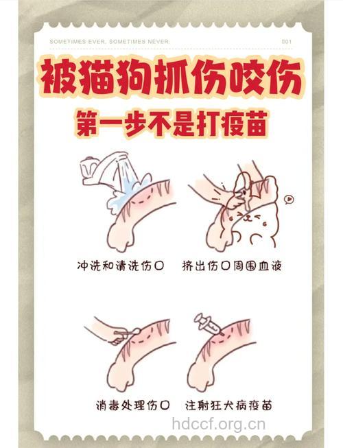 被狗狗抓伤了怎么办