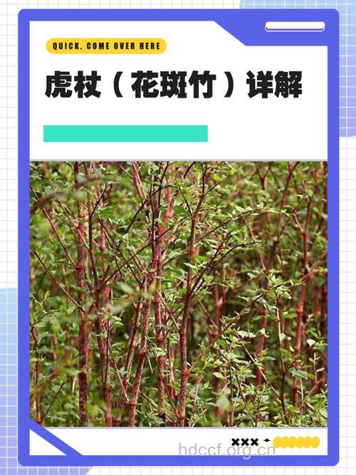虎杖的功能是什么呢