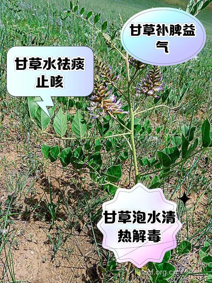 服用甘草有什么作用呢