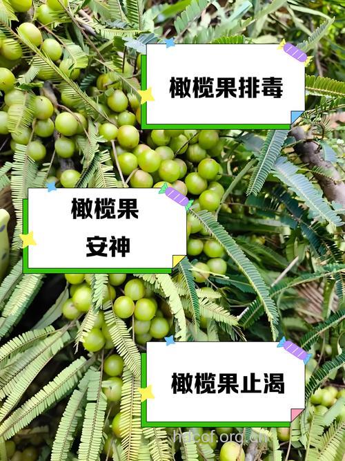 中医怎么用橄榄治病呢