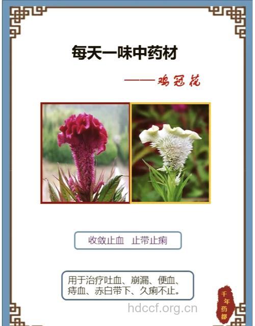 怎么吃鸡冠花美容呢？