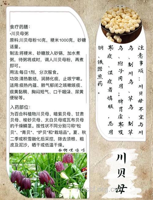 贝母治疗咳嗽如何辨证选药?