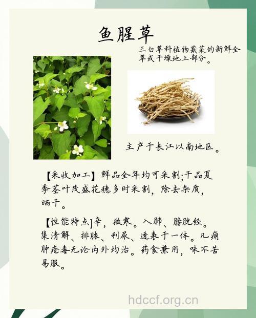 你知道怎么吃鱼腥草吗