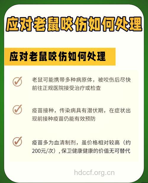 被老鼠咬伤该如何急救？