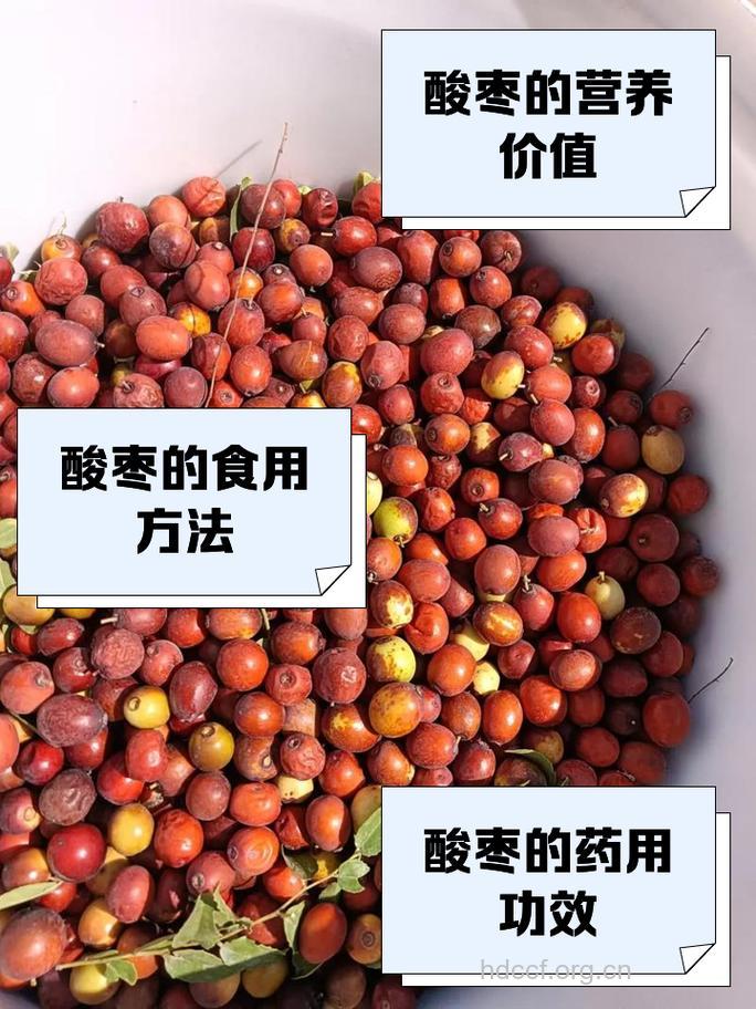 酸枣可药食两用