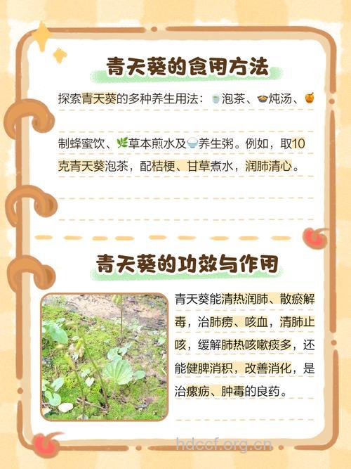 天葵花的食疗妙用
