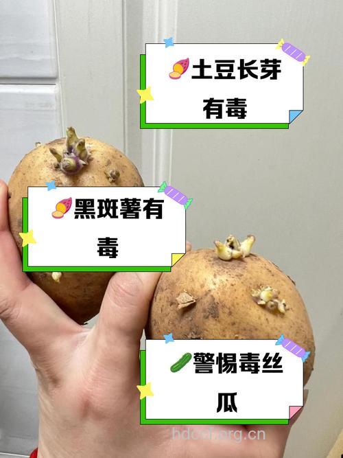 最毒最美味食物TOP10