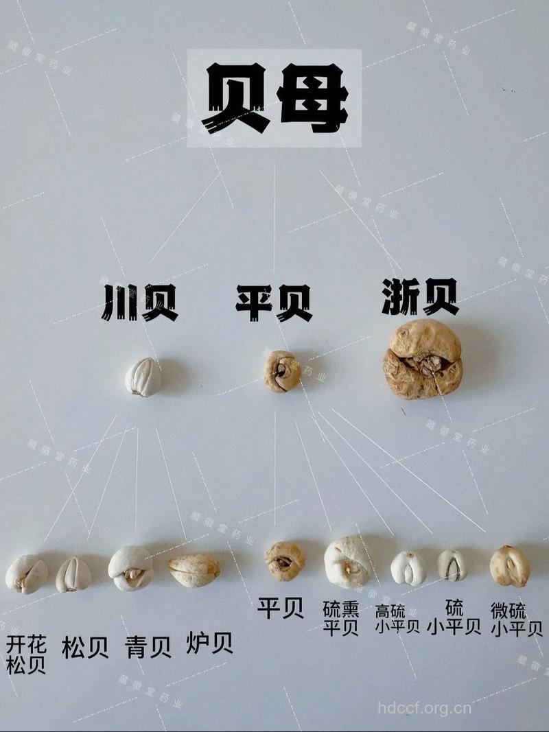 贝母种类多应做好区别