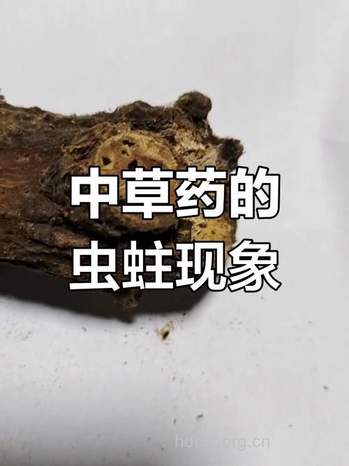 哪些中药易被虫蛀呢？