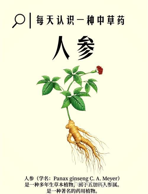 人参并非人人皆适宜