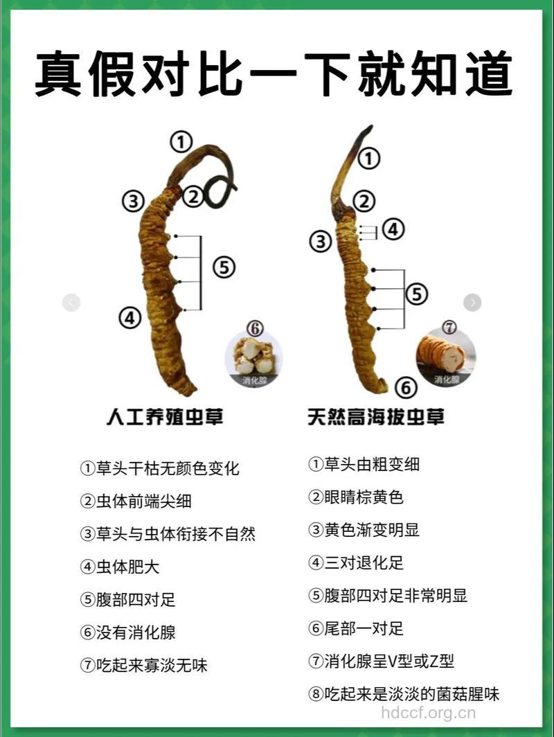 辨别冬虫夏草真假知多少