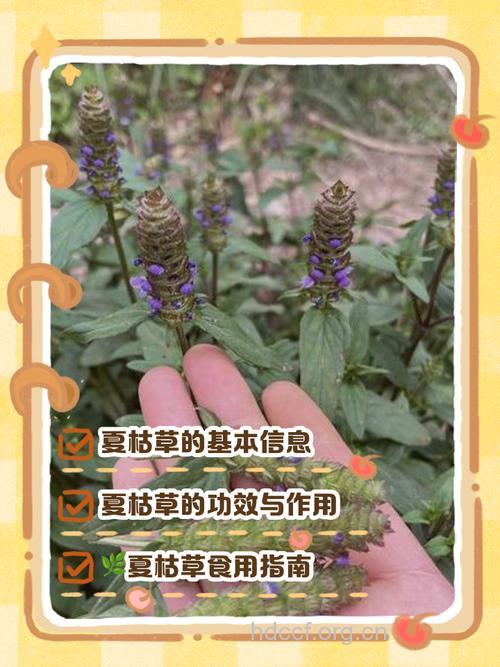 小心术前服草药补品威胁生命