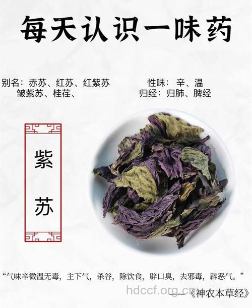 紫苏可提高免疫力，改善疲倦状态