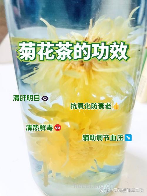 多喝菊花茶，可能加重咽喉炎