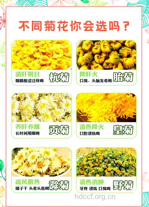 观赏菊花不能药用