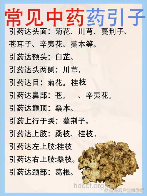 常见的中药药引有哪些?