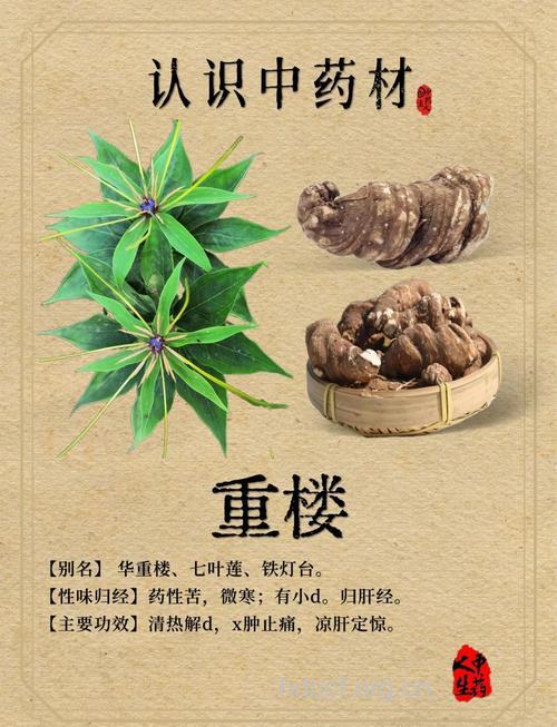 中药材重楼是什么