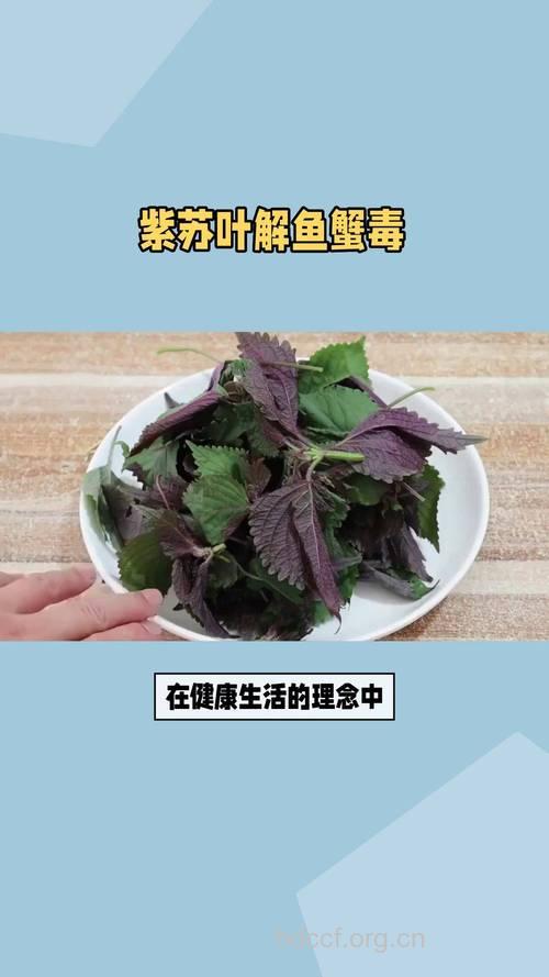紫苏叶可治疗鱼蟹中毒