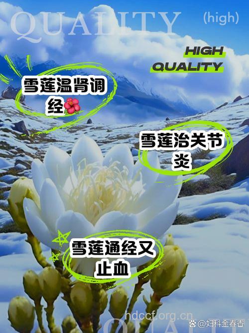 天山雪莲并非仙药-不可乱服