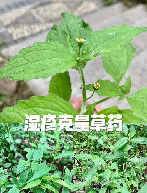 纯中草药也会引起中毒和过敏