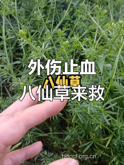 八仙草可治疗哪些疾病?
