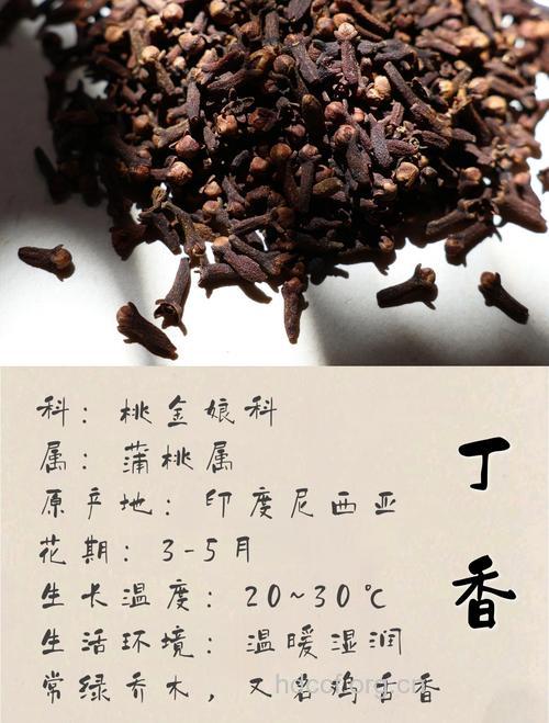 丁香--“古代的口香糖”