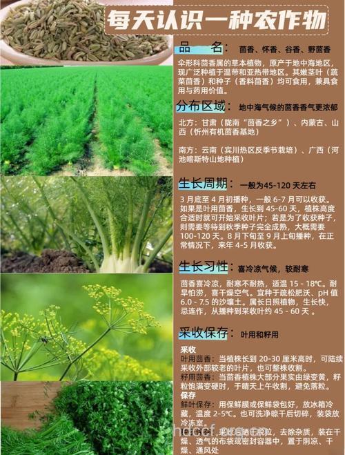 推荐 小茴香巧治6种病