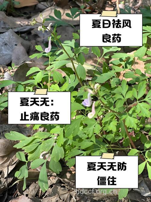 中草药并不是天然无毒