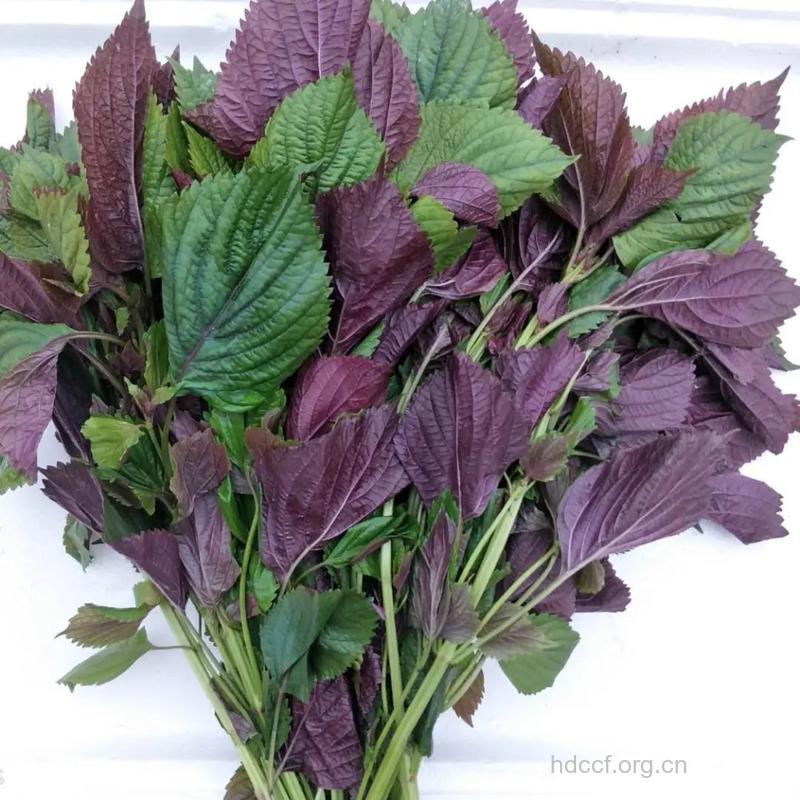 紫苏叶――急救中草药