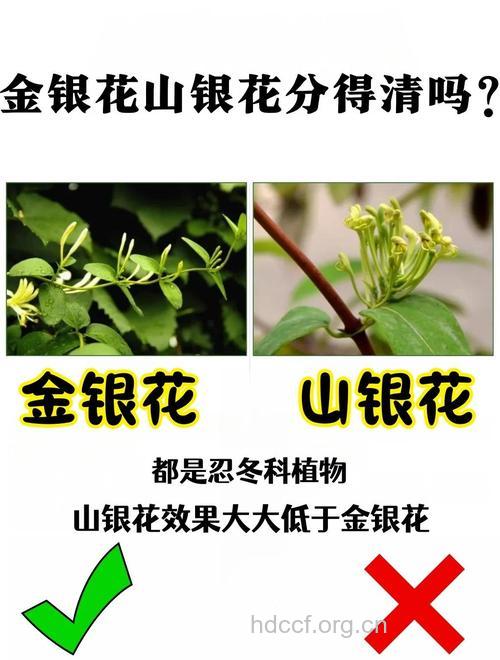 教你如何辨别金银花的真假