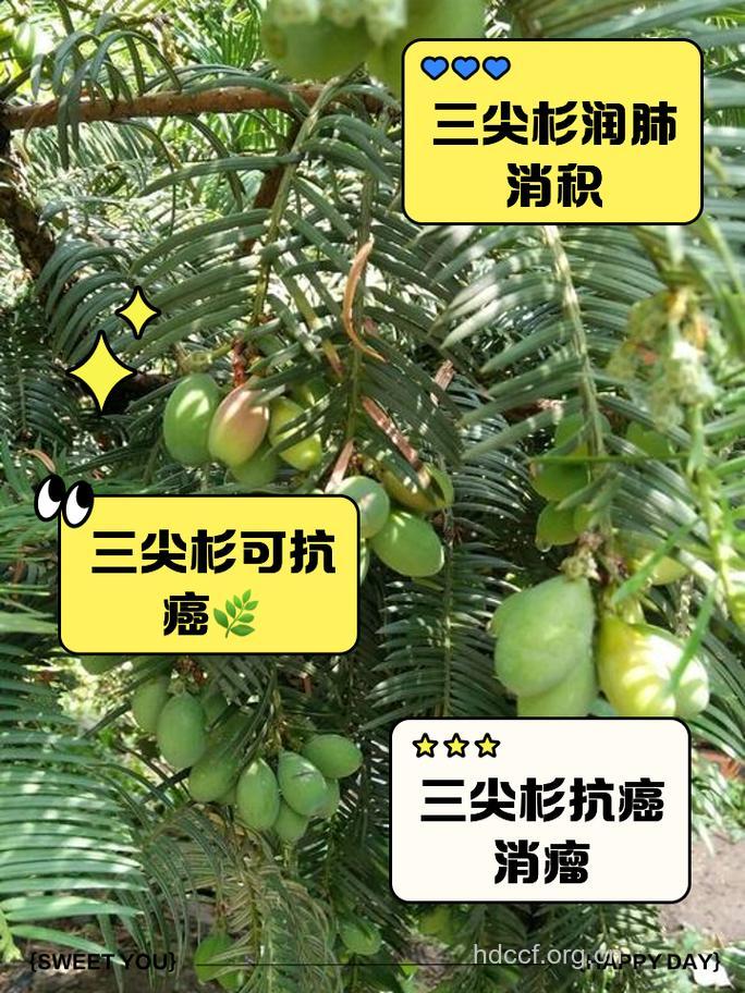 三尖杉抗癌的药理作用