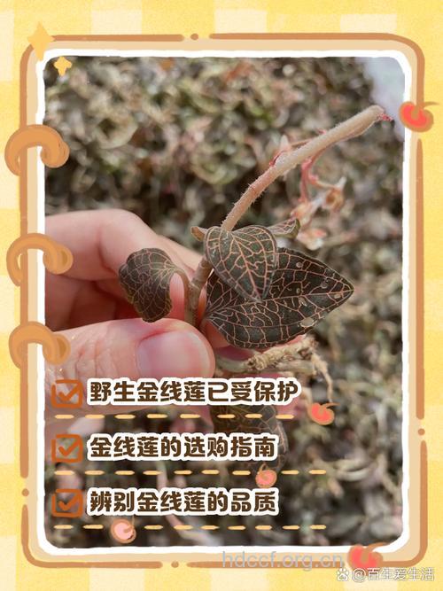 如何鉴别金线莲的真伪
