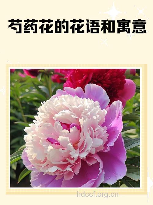 芍药花美 呵护女人更健康