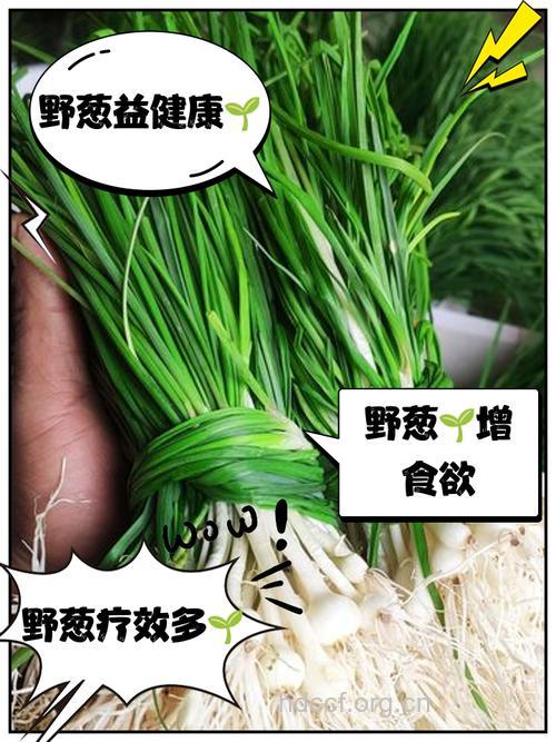 你知道葱有什么药效吗