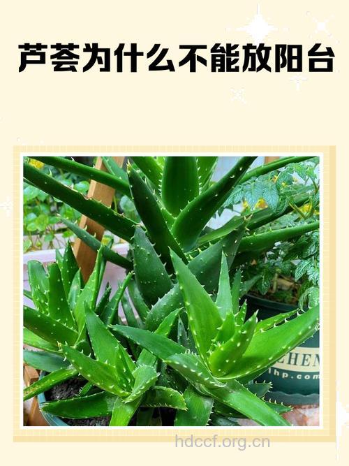 孕妇服芦荟过量易引起流产