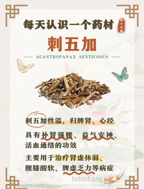 刺五加 治疗慢性疾病的优势