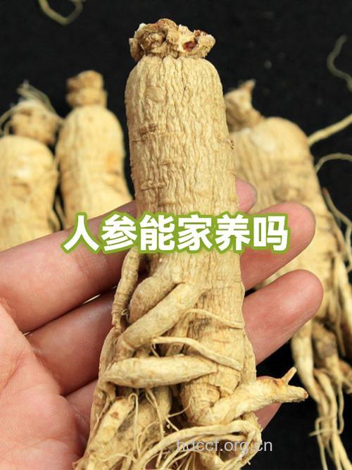 产妇分娩后慎用人参